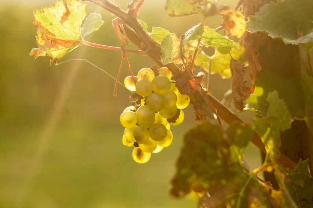 Witte druiven, rijpend en hangend in een wijngaard badend in gouden licht